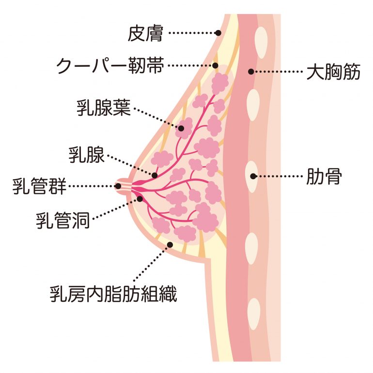 乳房と乳がん